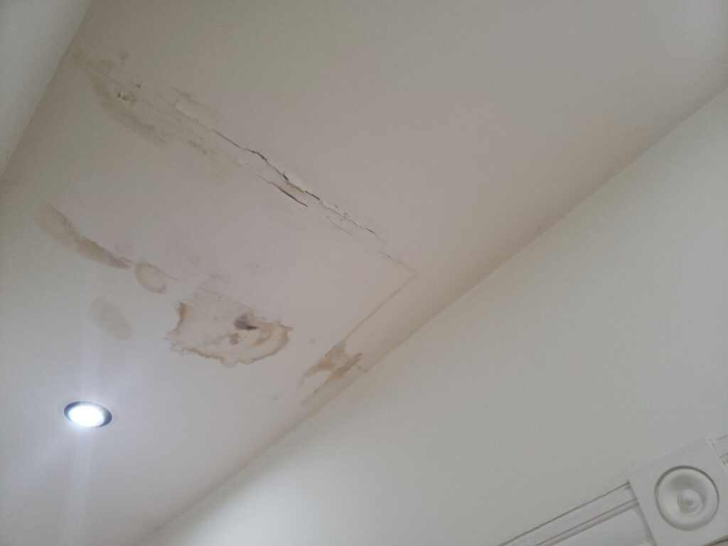 Mold Removal Service
